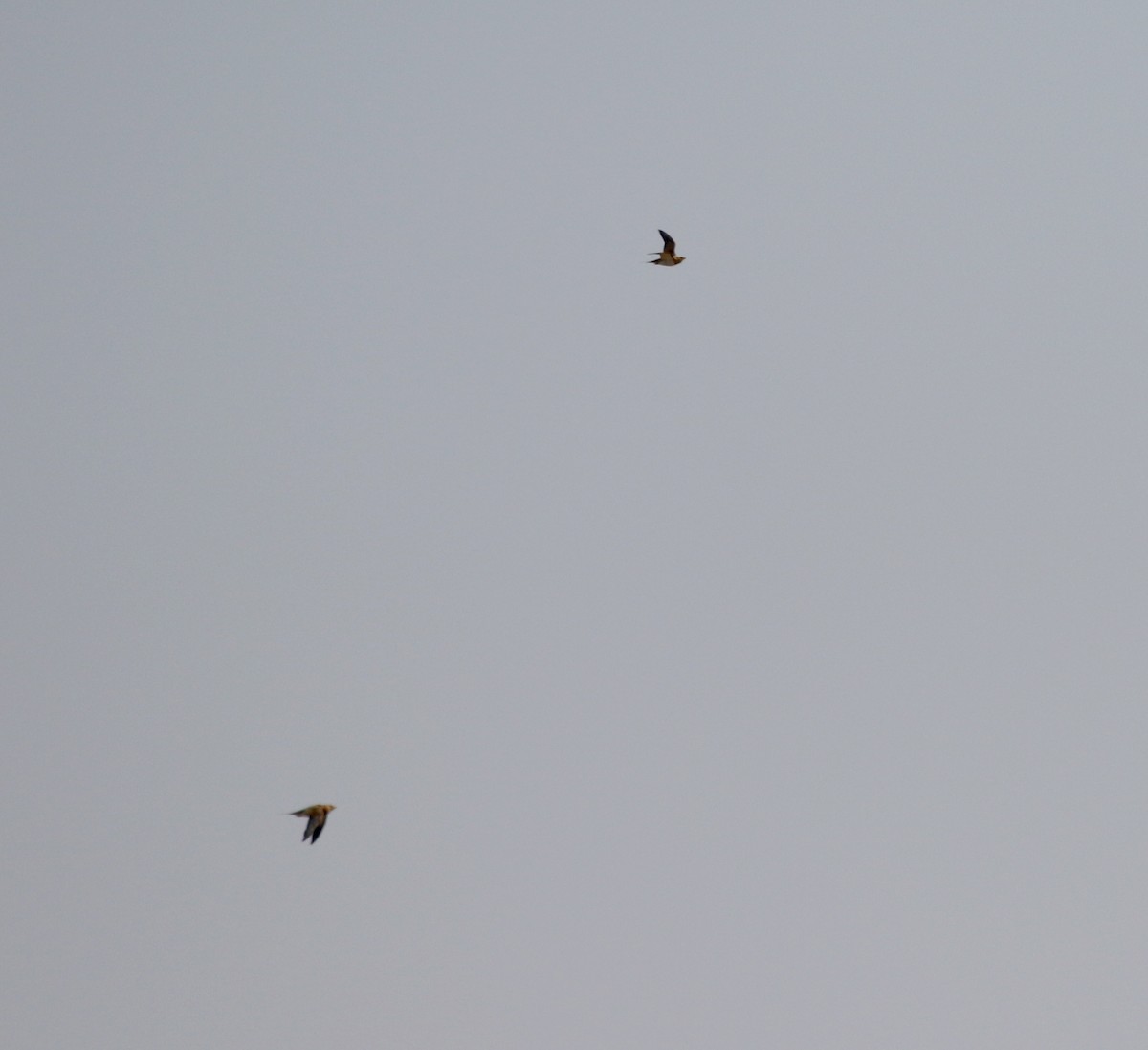 Pin-tailed Sandgrouse (Iberian) - Jay McGowan