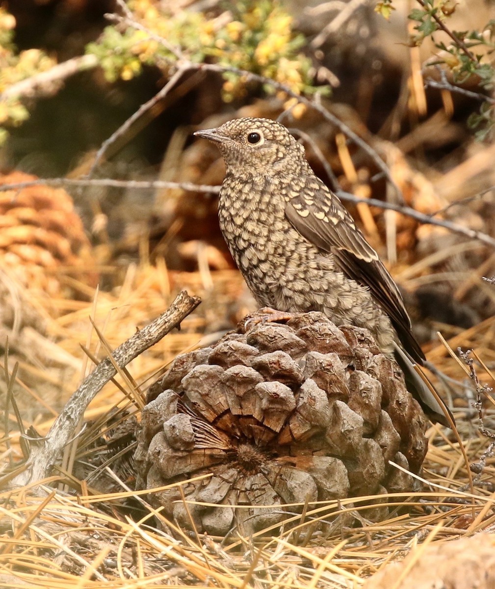 Townsend Soliteri - ML109391701