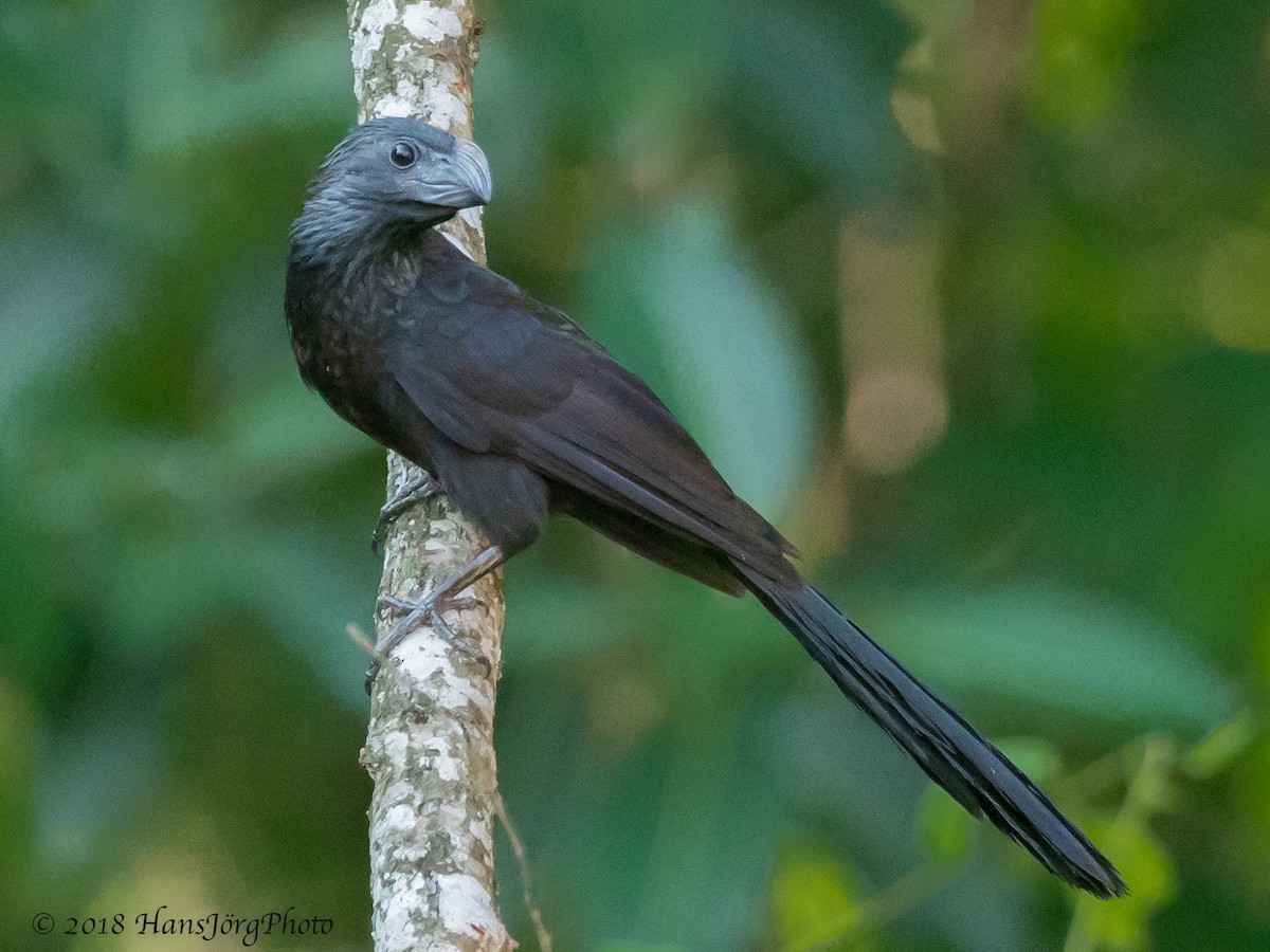 Groove-billed Ani - ML109395021