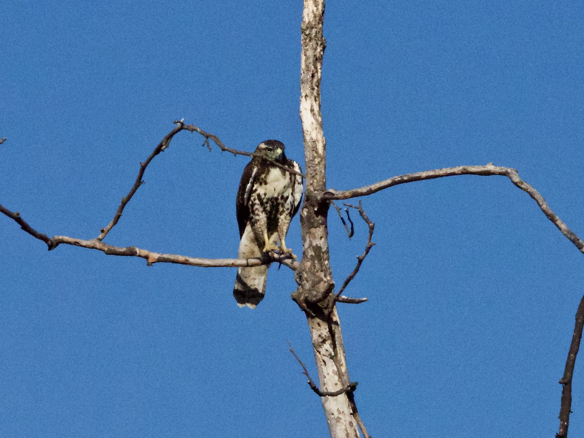 Red-tailed Hawk - ML109395421