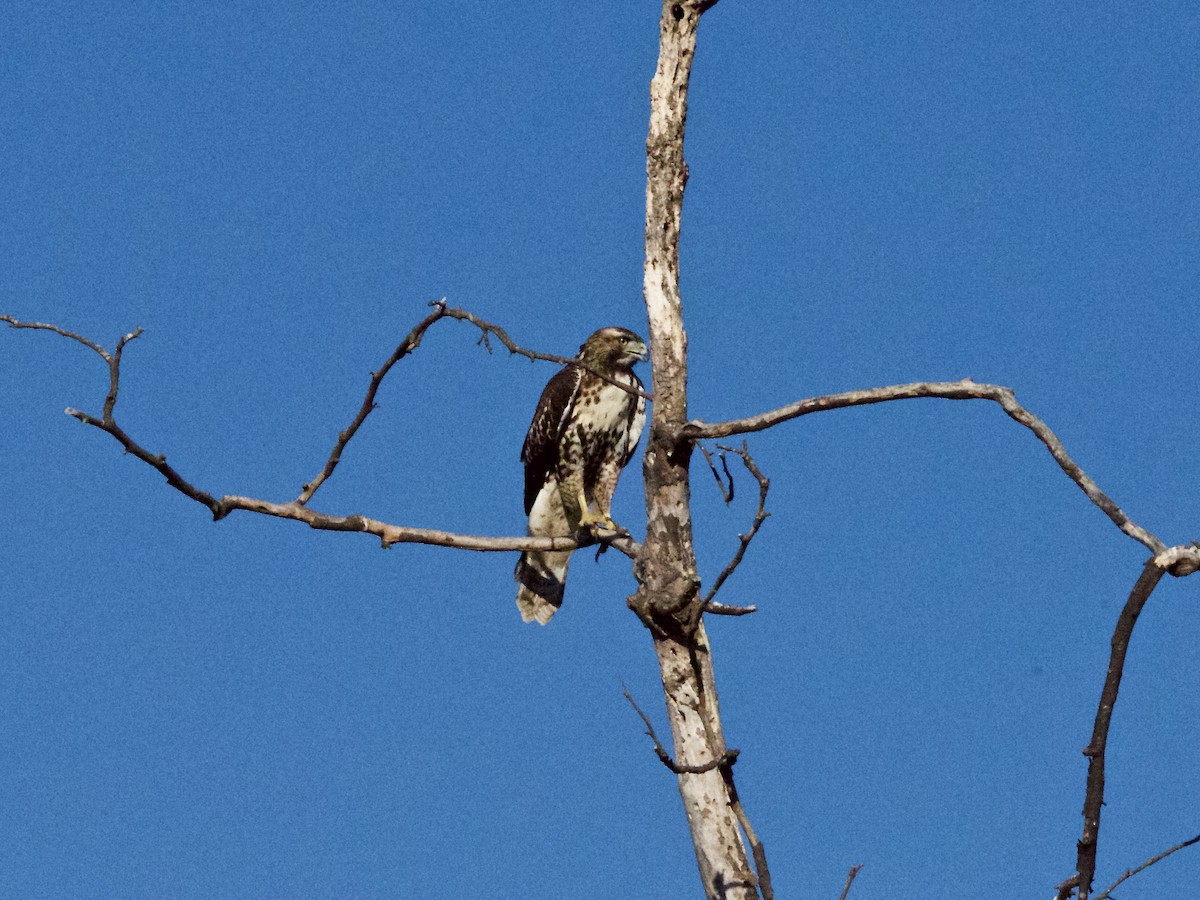 Red-tailed Hawk - ML109395431