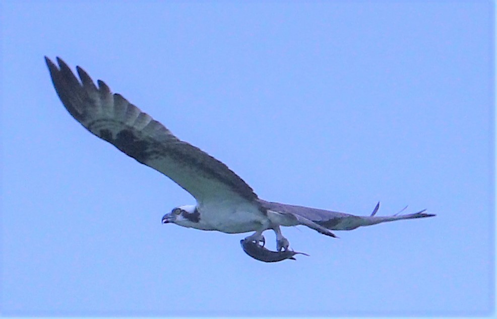 Balbuzard pêcheur - ML109396231