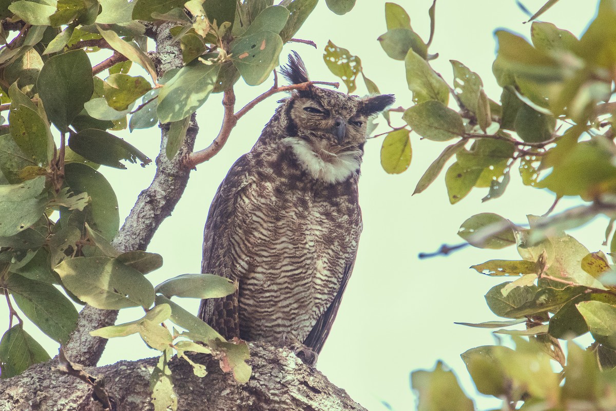 Great Horned Owl - ML109396331