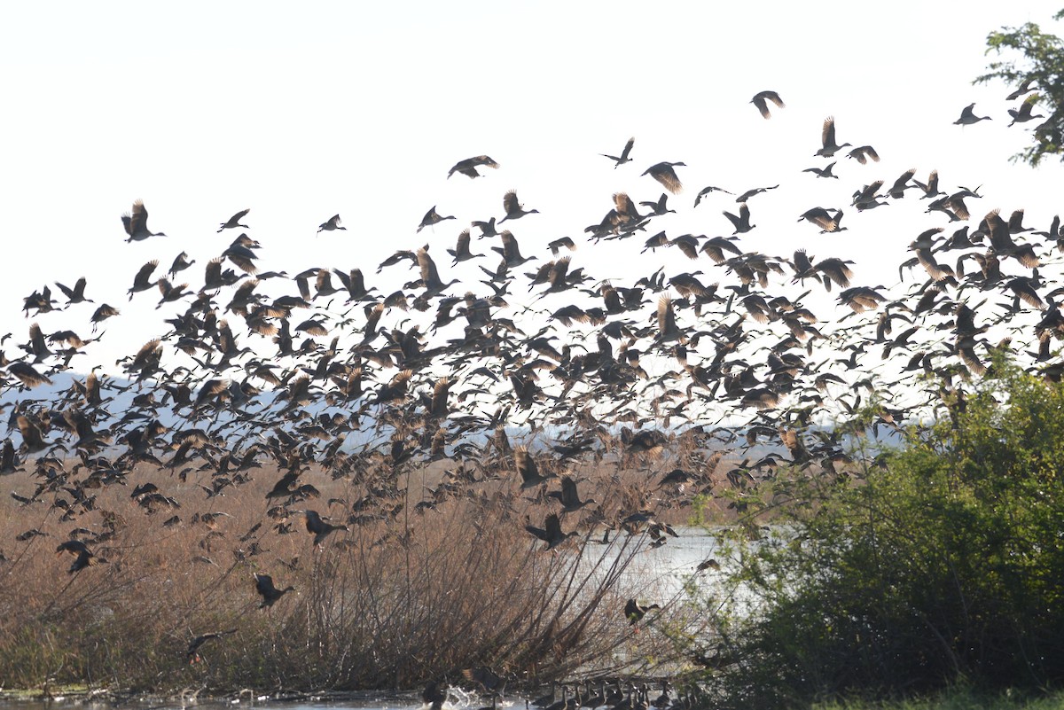 Plumed Whistling-Duck - ML109402181