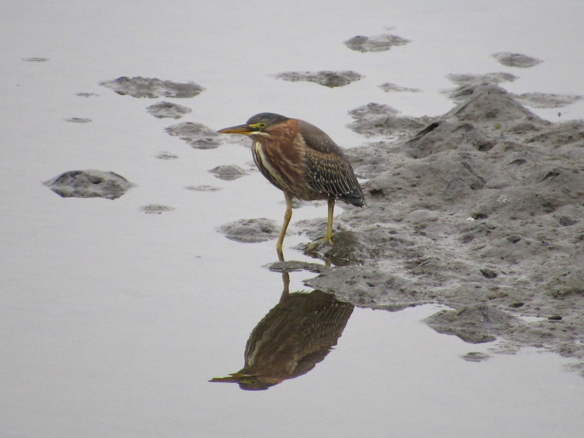 Green Heron - ML109402191