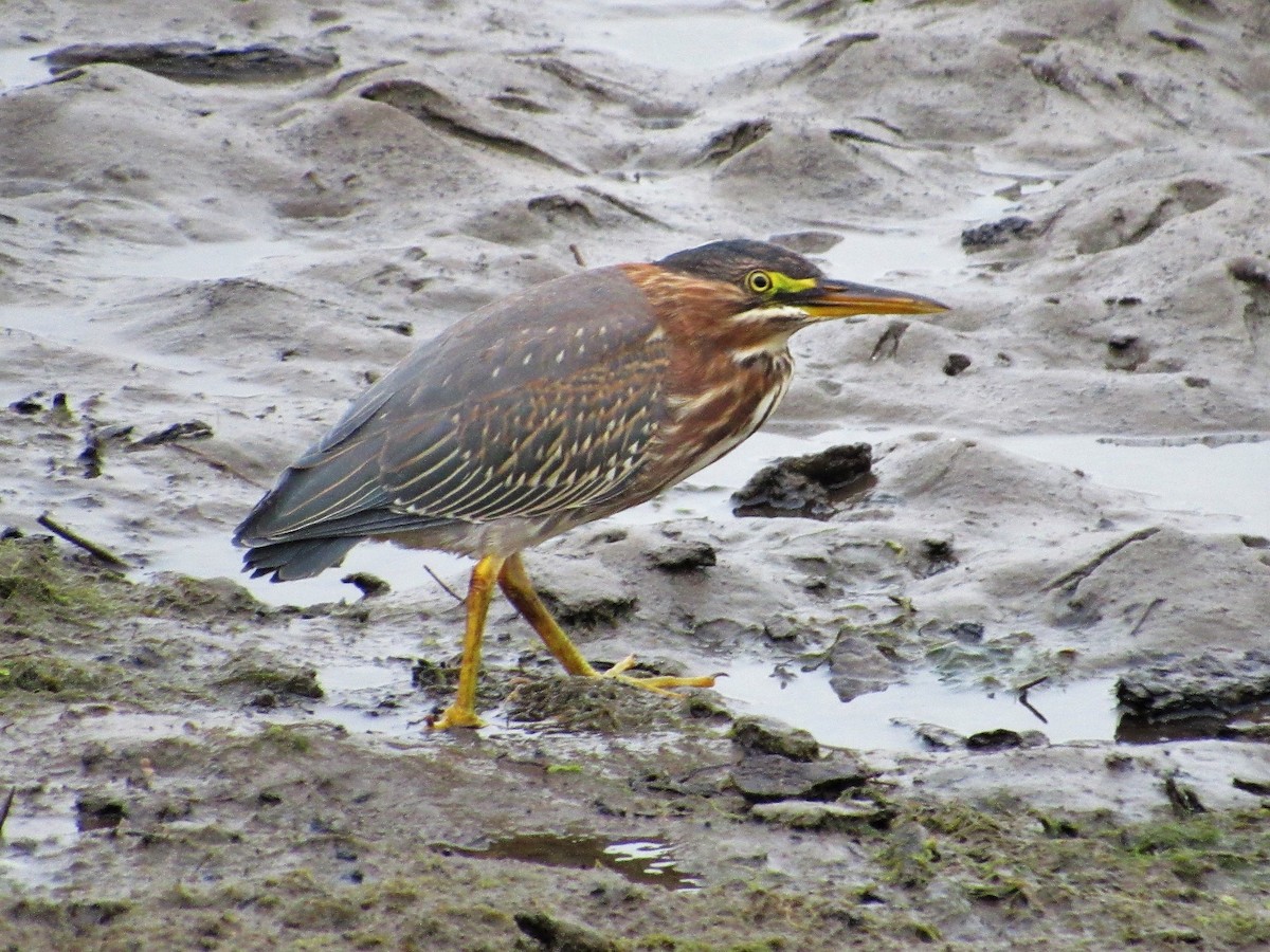 Green Heron - ML109402231