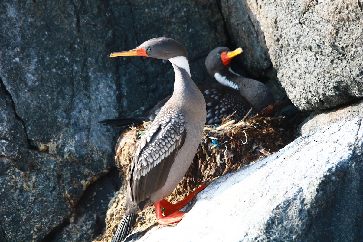 Red-legged Cormorant - ML109402621