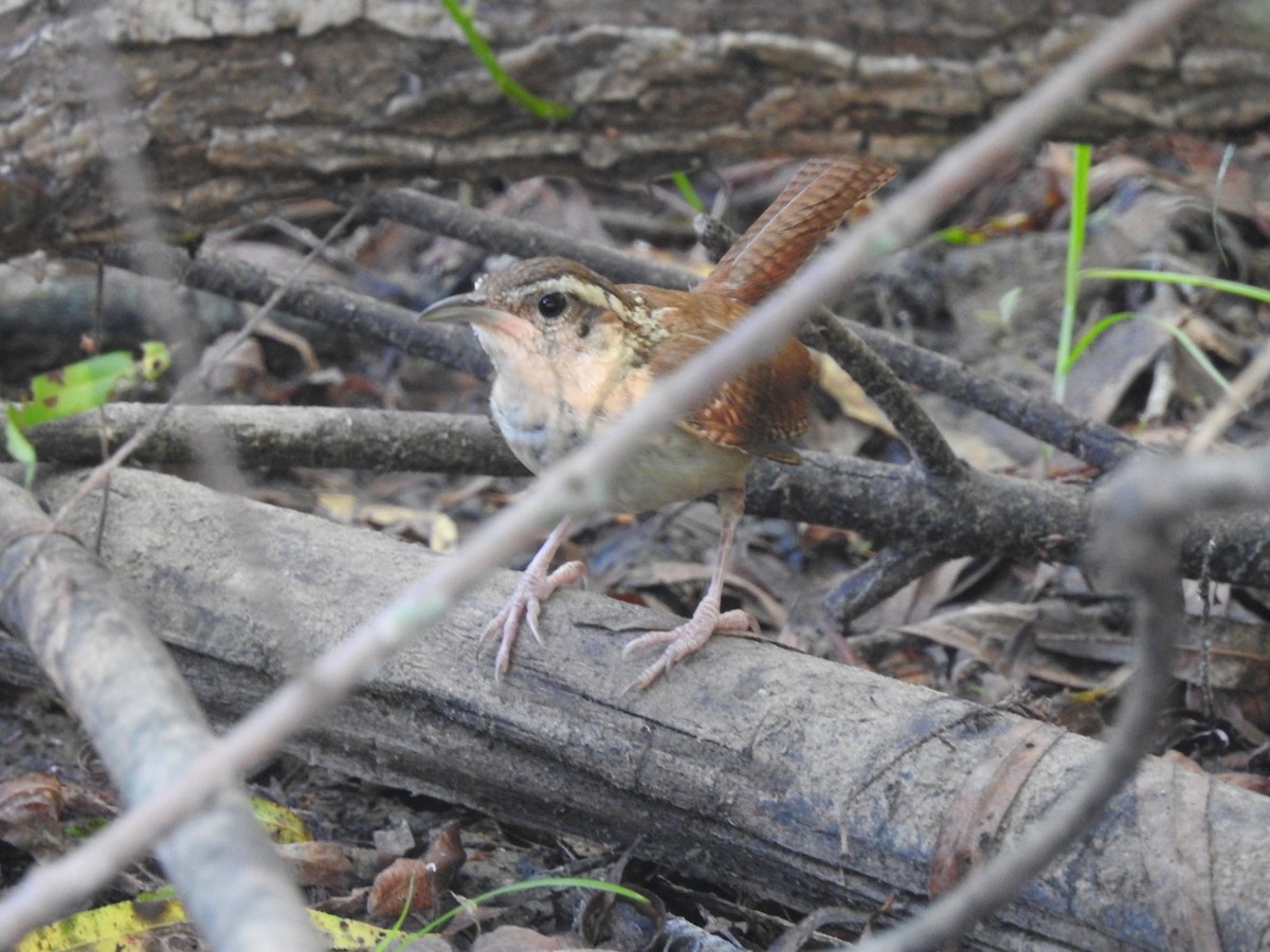 Carolina Wren - ML109403331