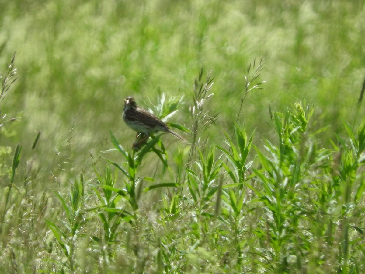Savannah Sparrow - ML109403871