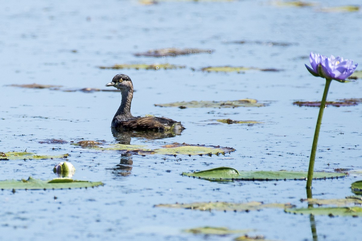 Australasian Grebe - David King