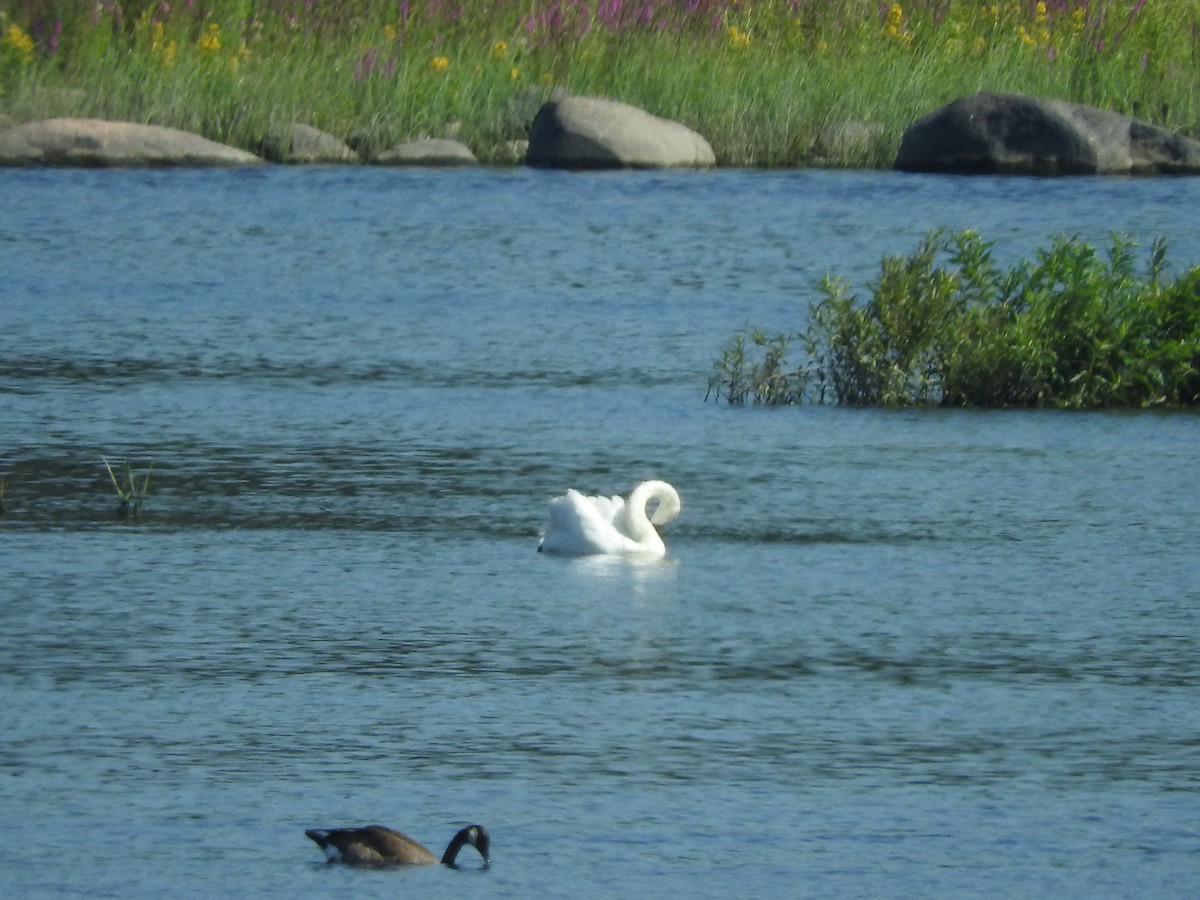 Mute Swan - ML109404891