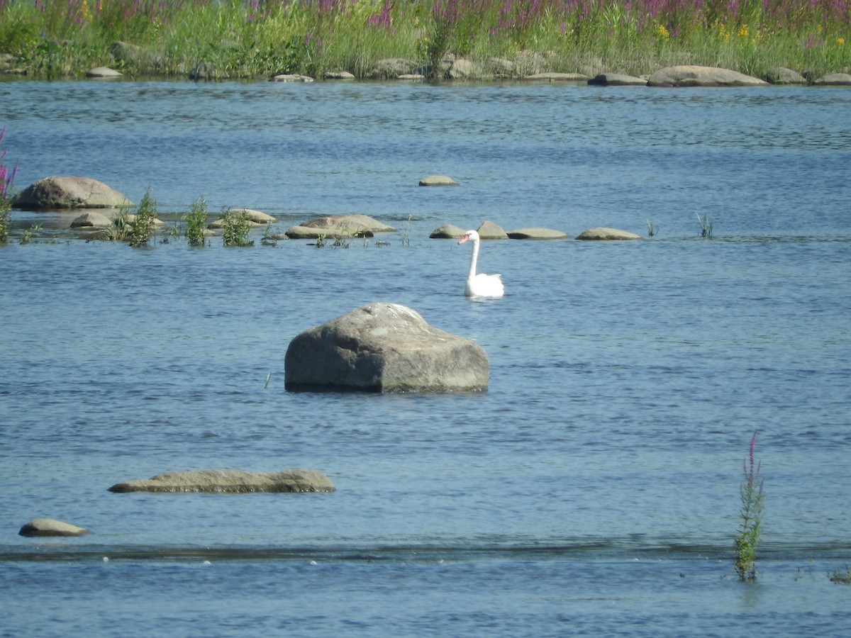 Mute Swan - ML109404901