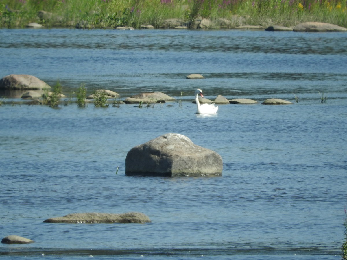 Mute Swan - ML109404911