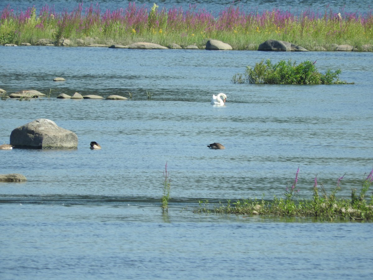 Mute Swan - ML109404921