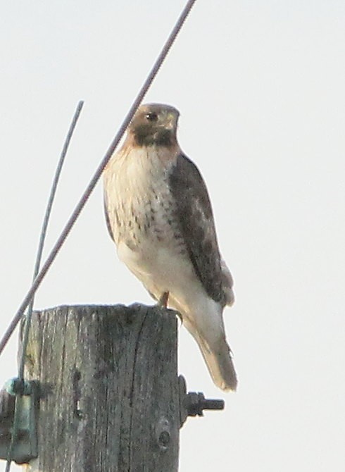 Red-tailed Hawk - ML109405471