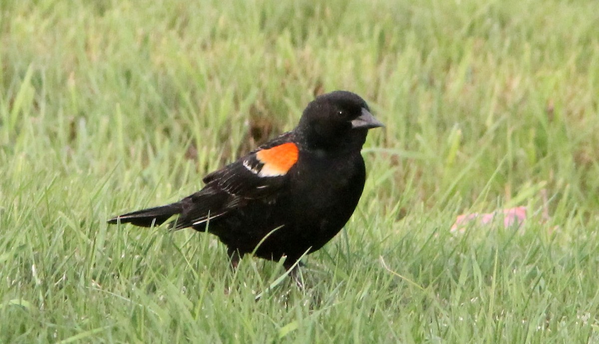Red-winged Blackbird - ML109405611