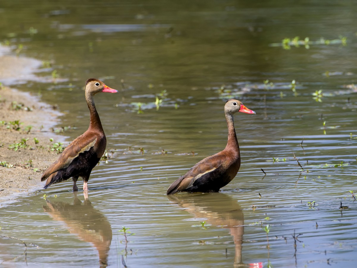 Black-bellied Whistling-Duck - Sean Clinning