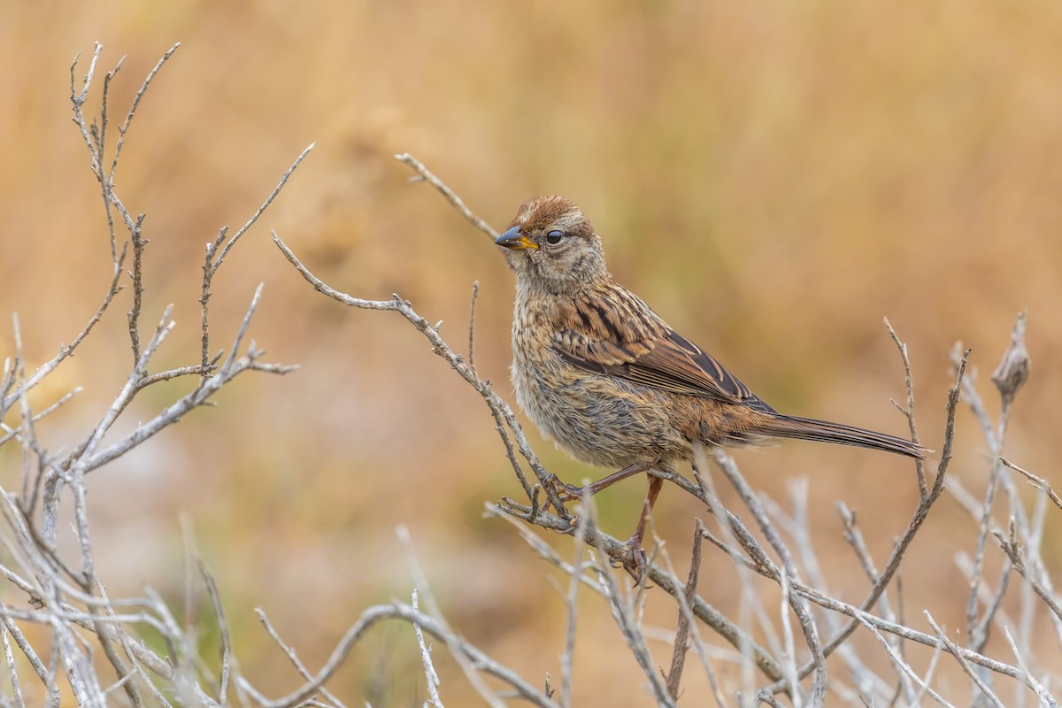 White-crowned Sparrow - ML109412181