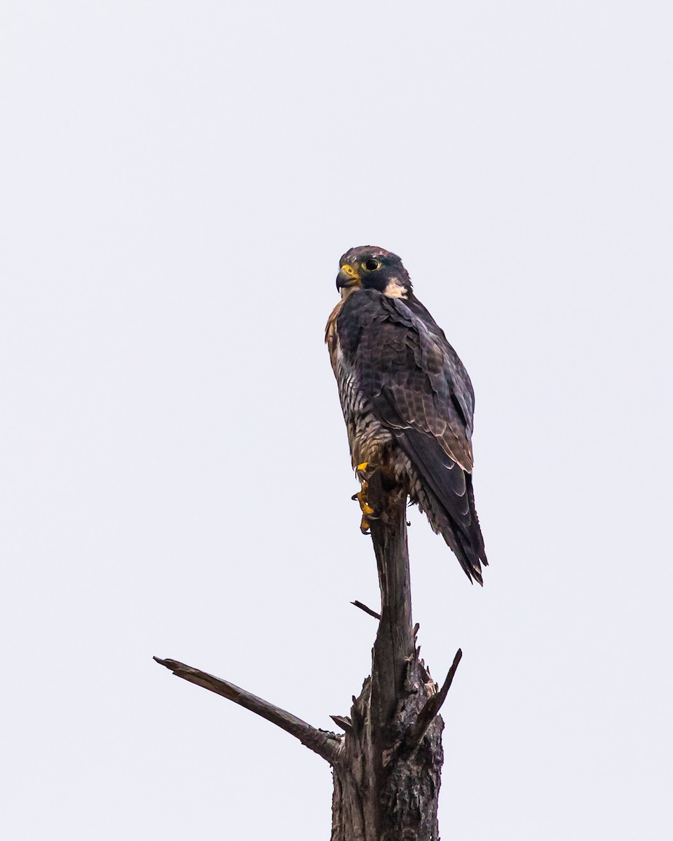 Halcón Peregrino - ML109412341