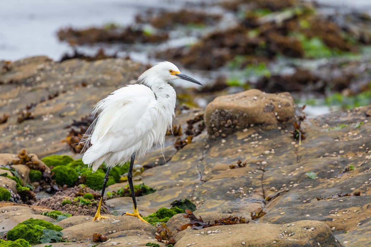 Snowy Egret - ML109412401