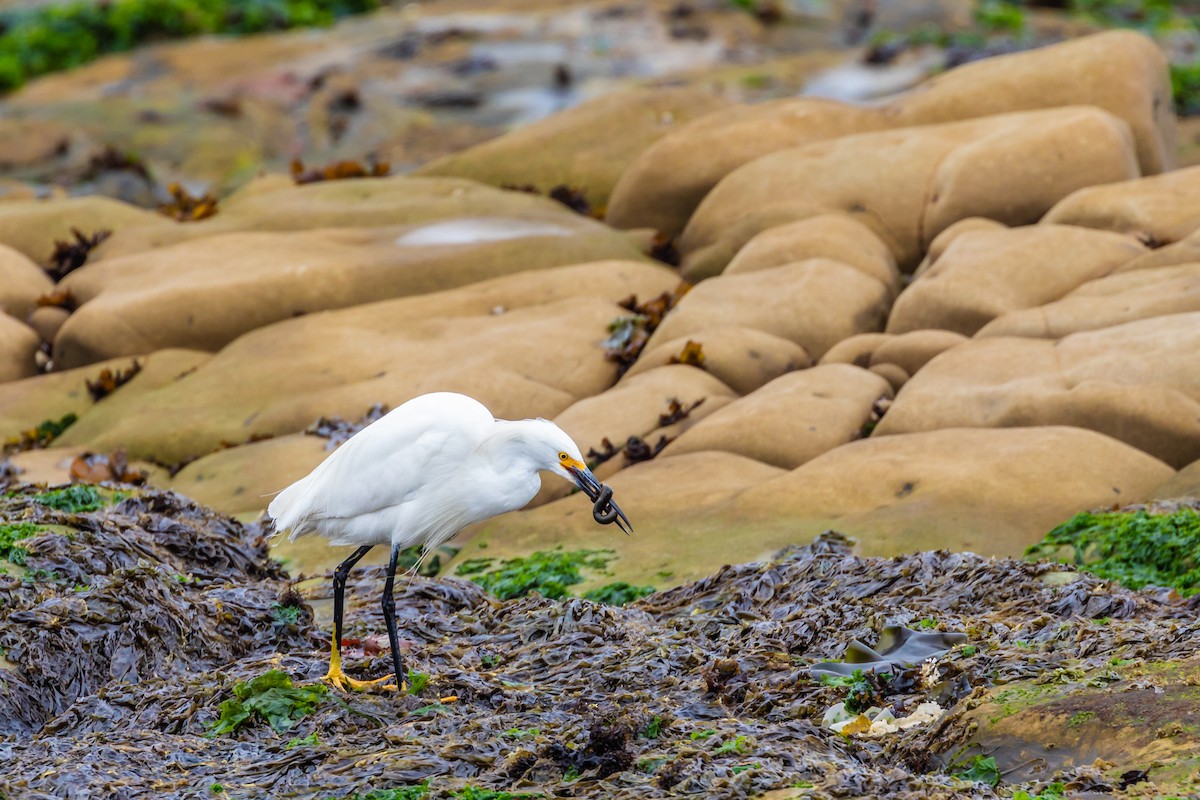 Snowy Egret - ML109412411