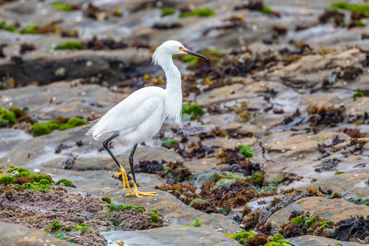 Snowy Egret - ML109412421