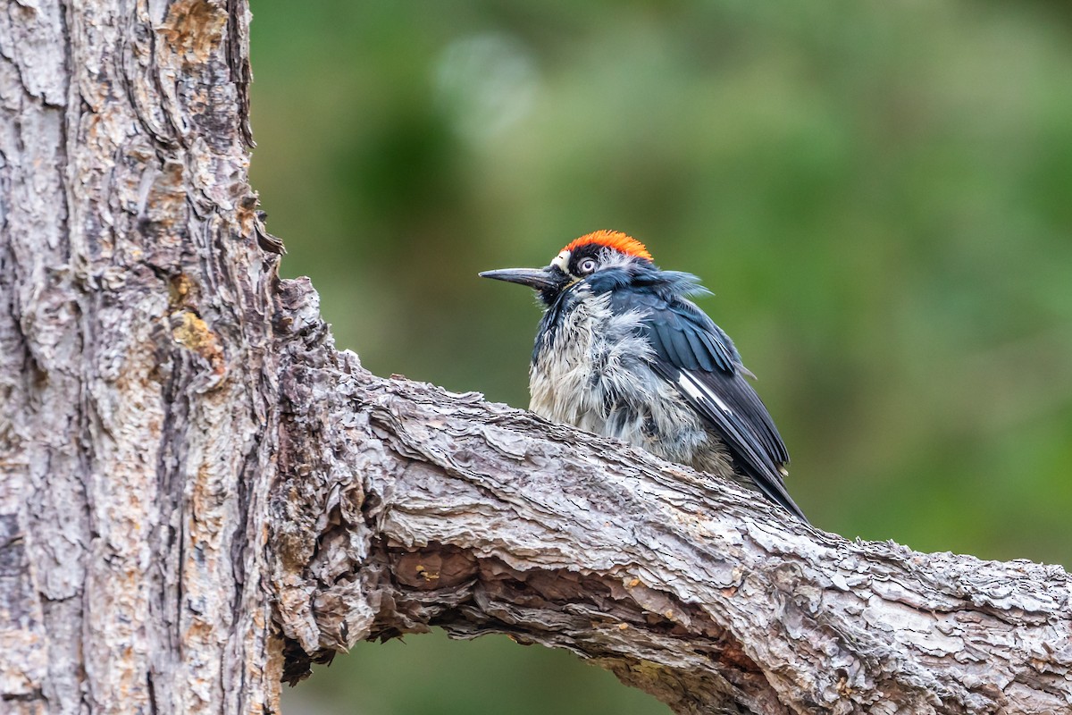 Acorn Woodpecker - ML109413991