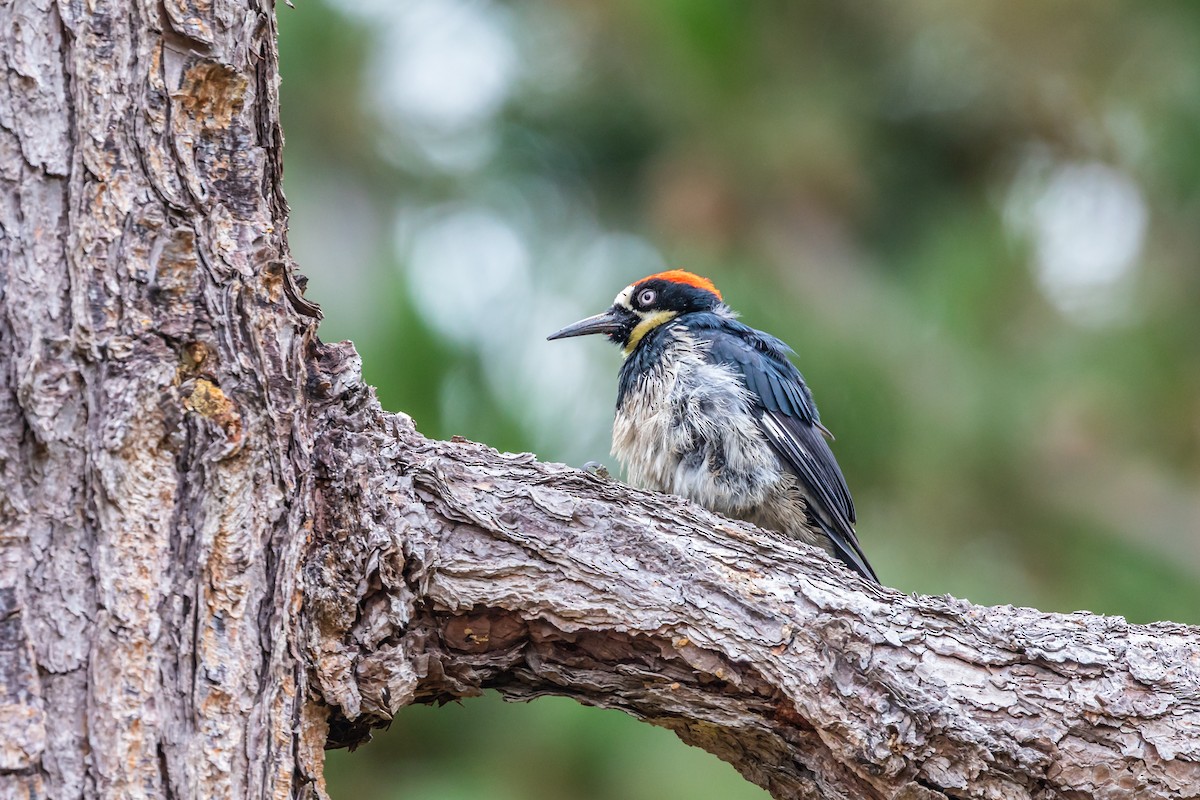 Acorn Woodpecker - ML109414001