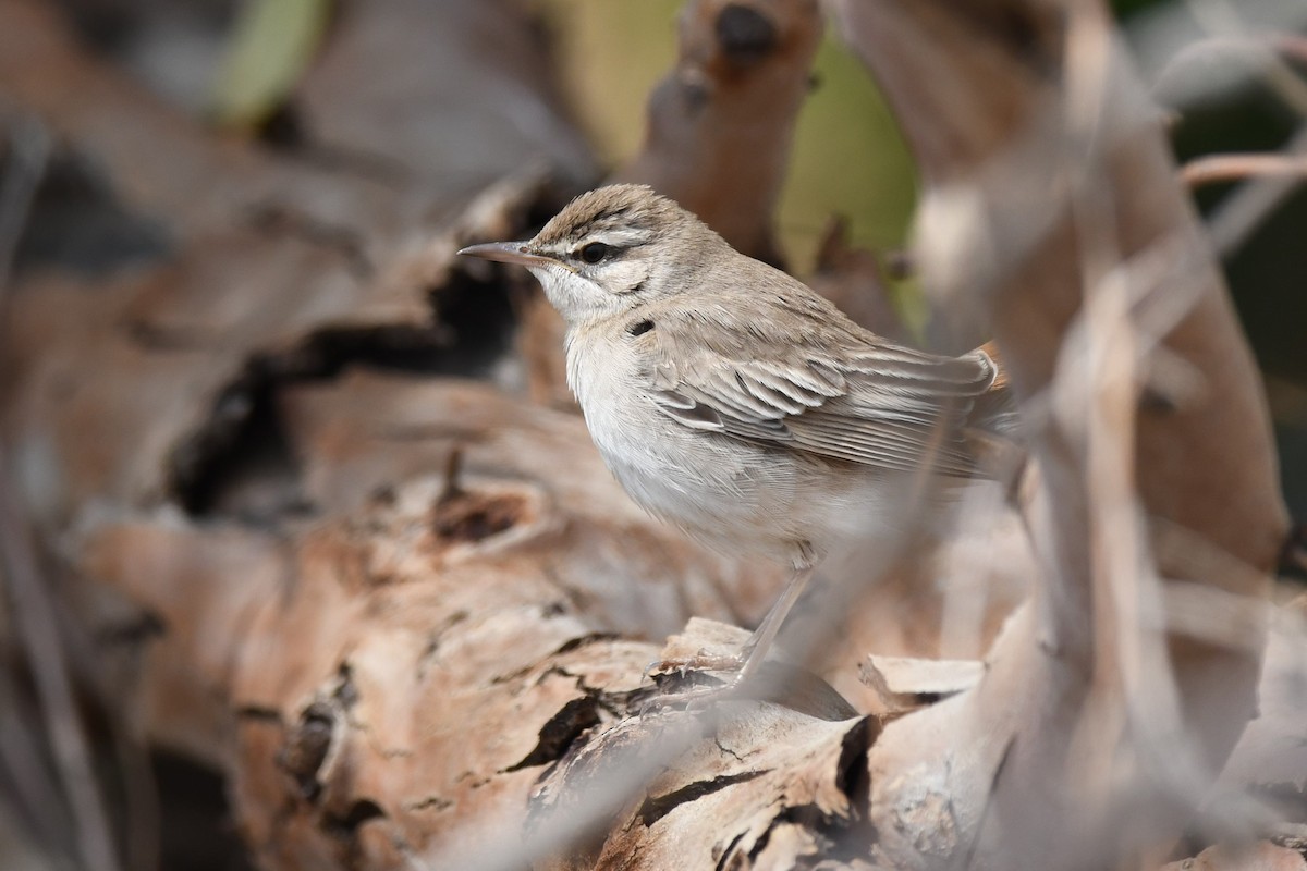 Rufous-tailed Scrub-Robin (Rufous-tailed) - ML109414801