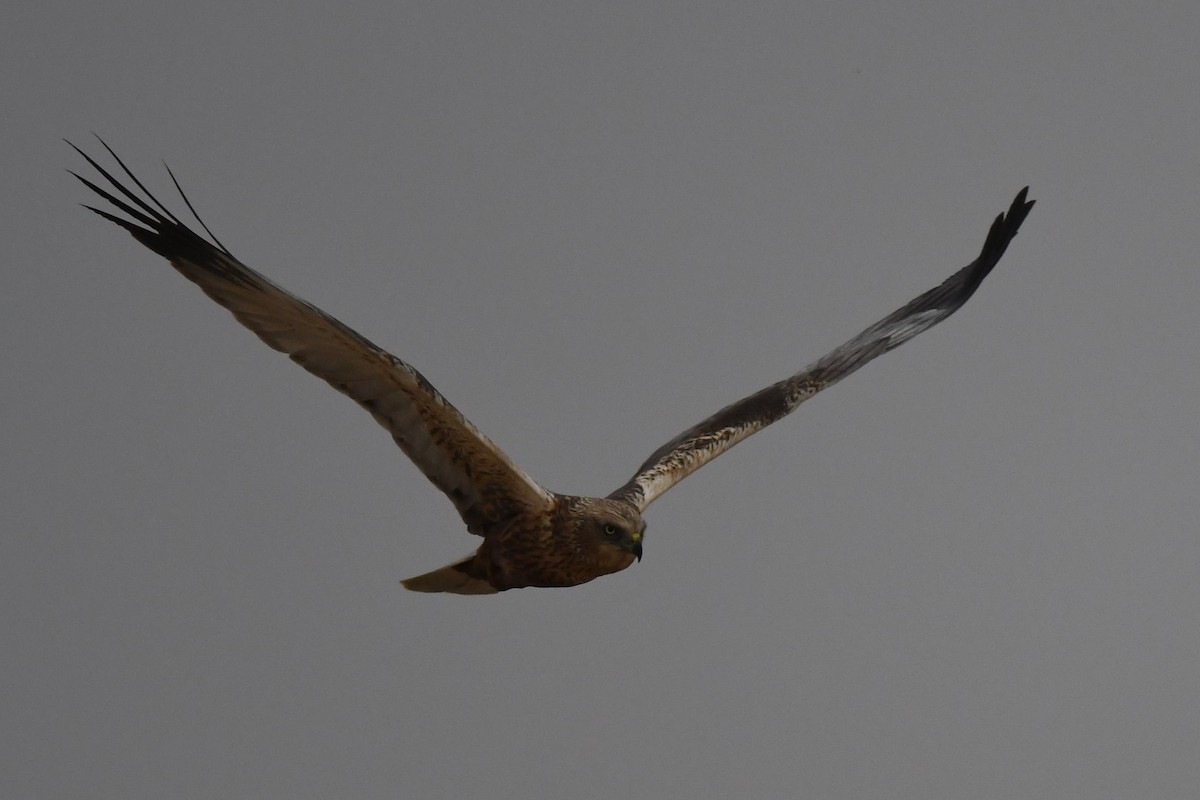 Western Marsh Harrier - ML109415641