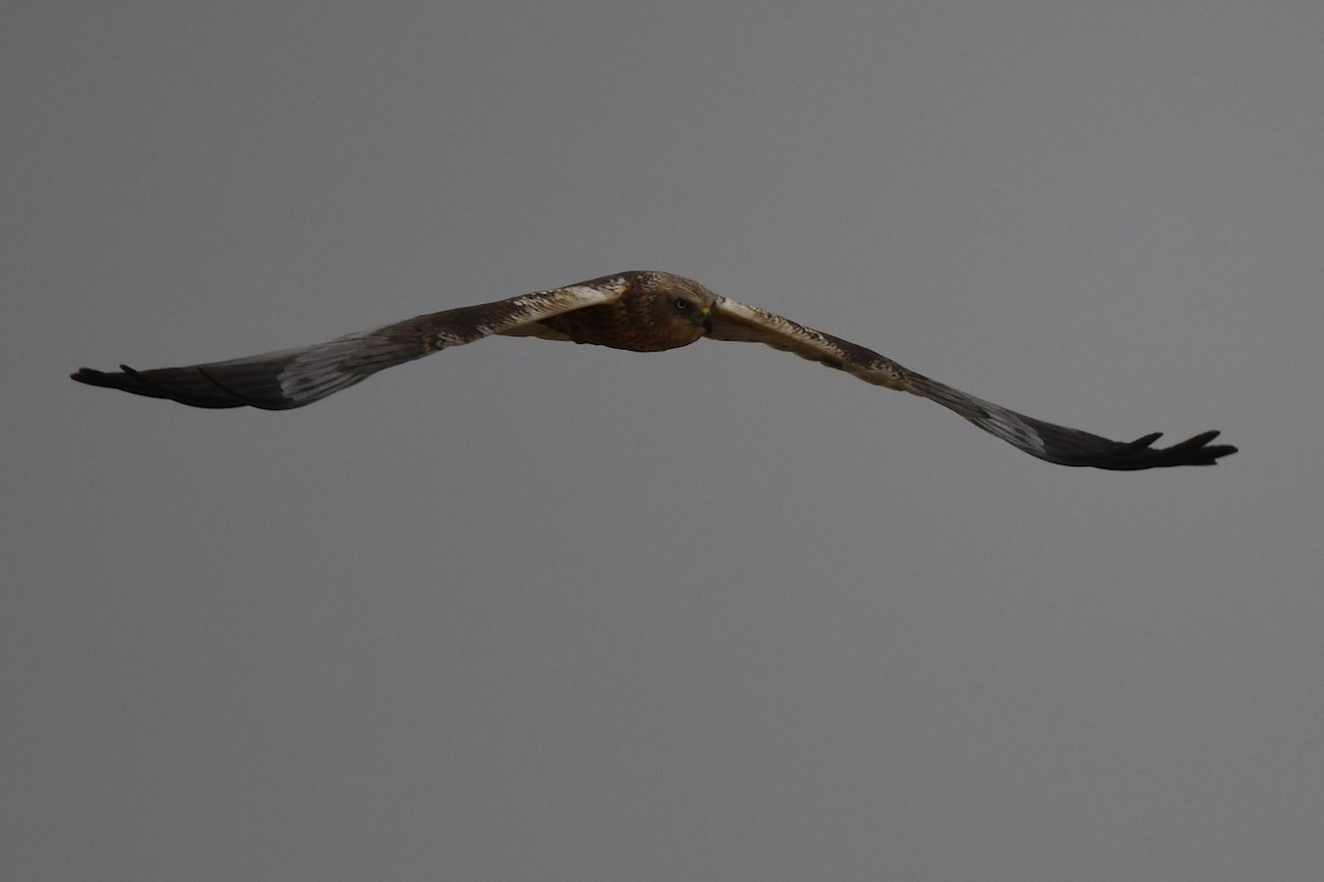 Western Marsh Harrier - ML109415651