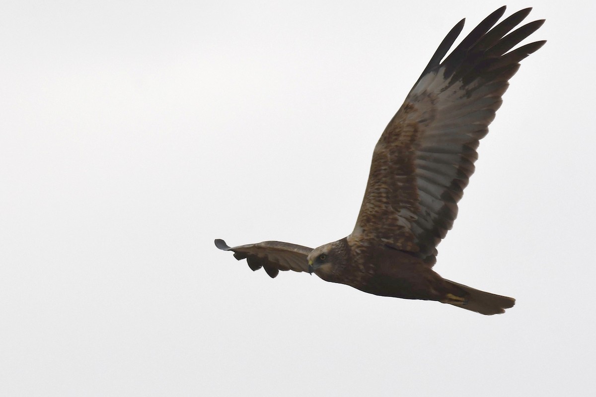 Western Marsh Harrier - ML109415661