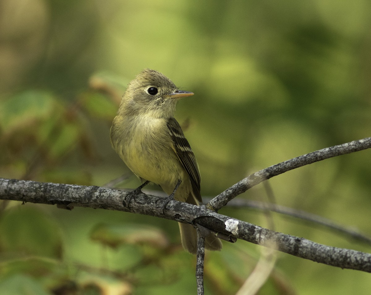 Western Flycatcher (Pacific-slope) - ML109415761