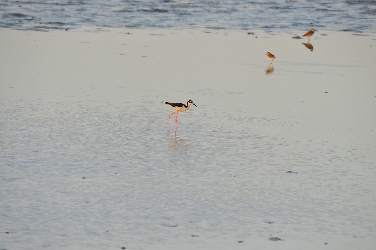 Black-necked Stilt - Wayne Fidler