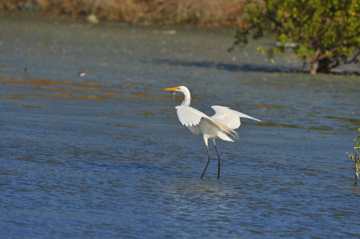 Great Egret - ML109417371