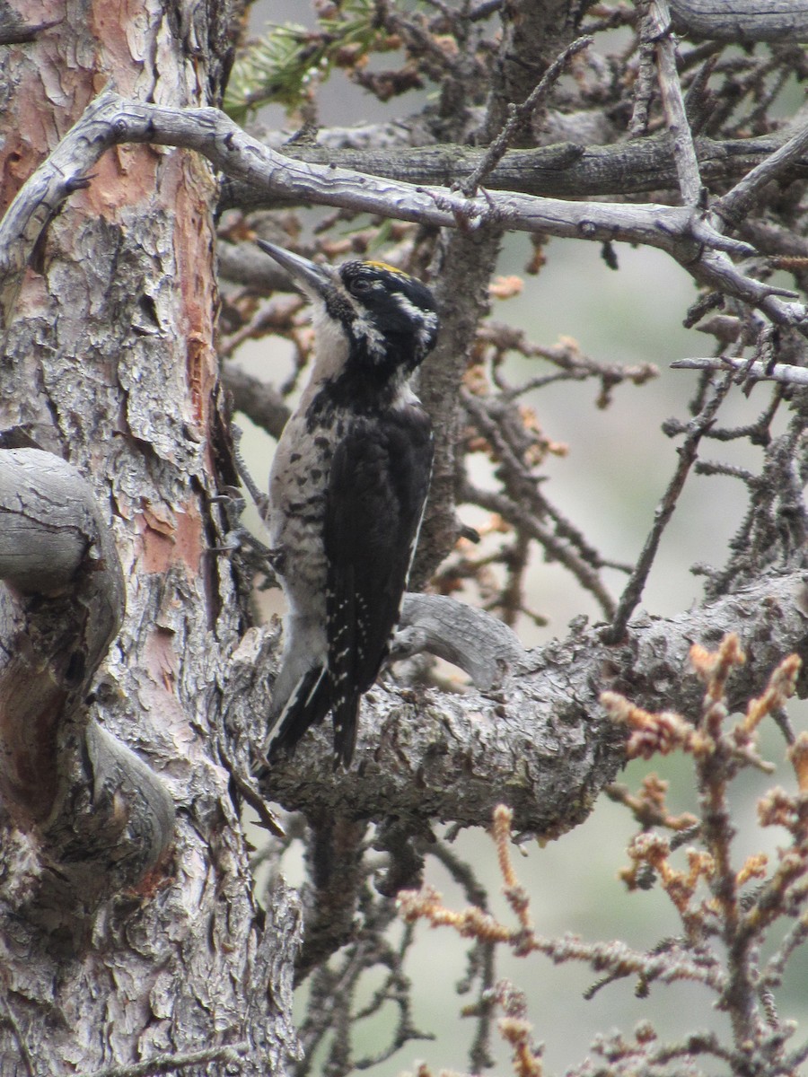 American Three-toed Woodpecker - ML109417501