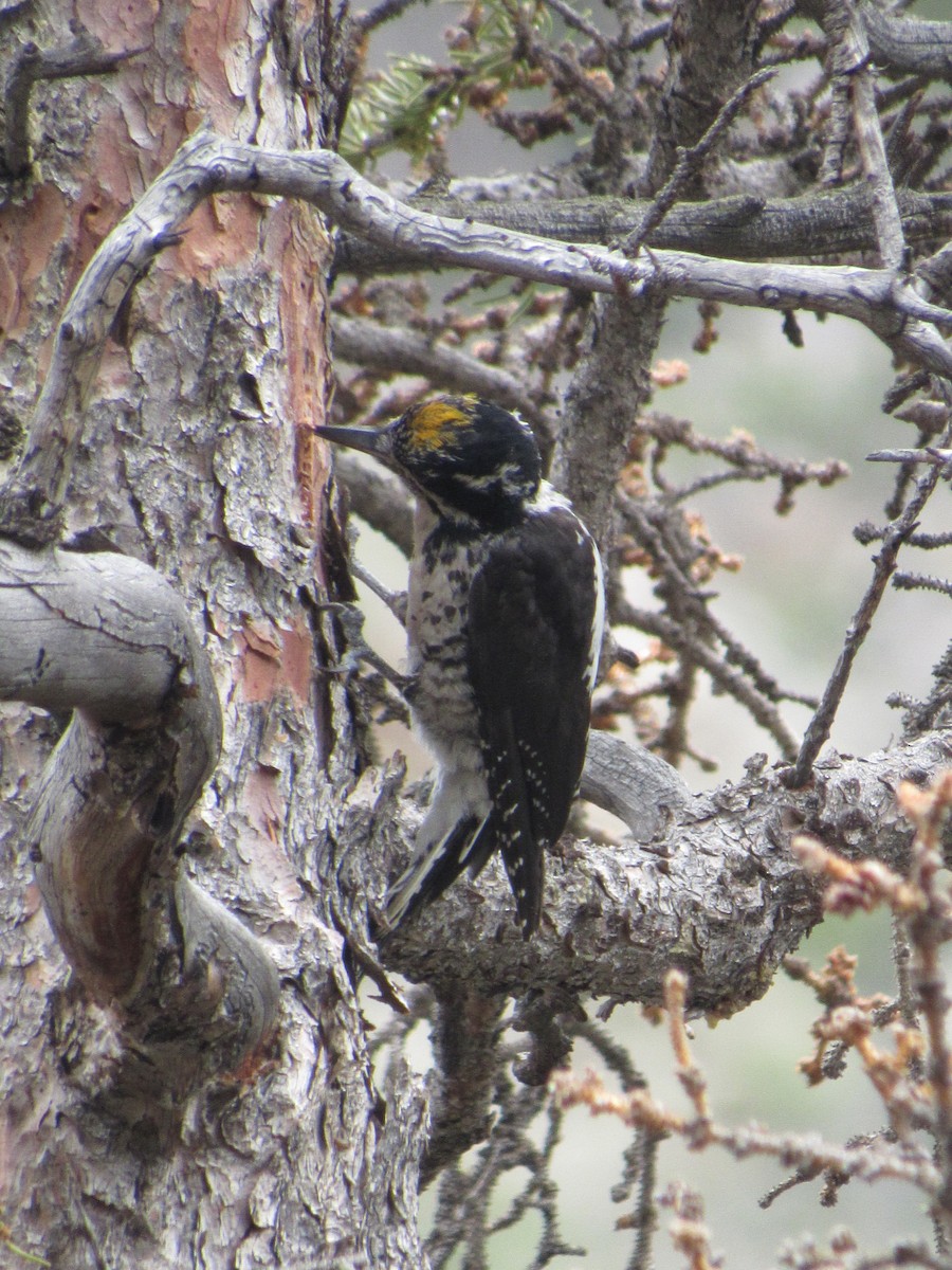 American Three-toed Woodpecker - Rhiannon Thunell