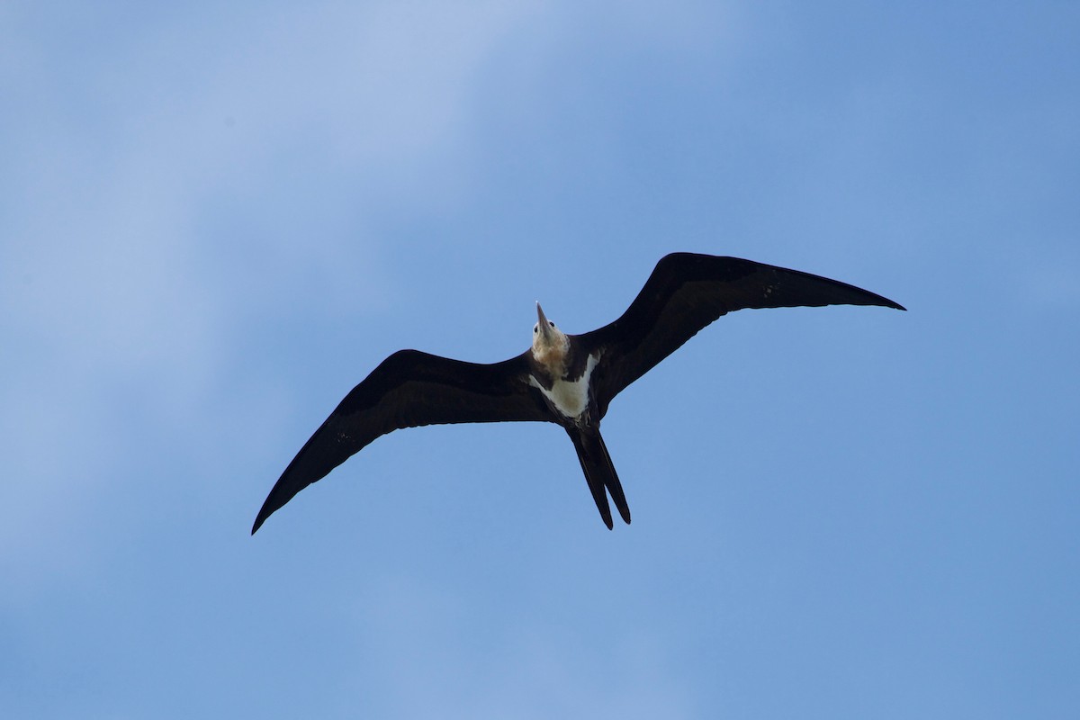 Lesser Frigatebird - ML109417731