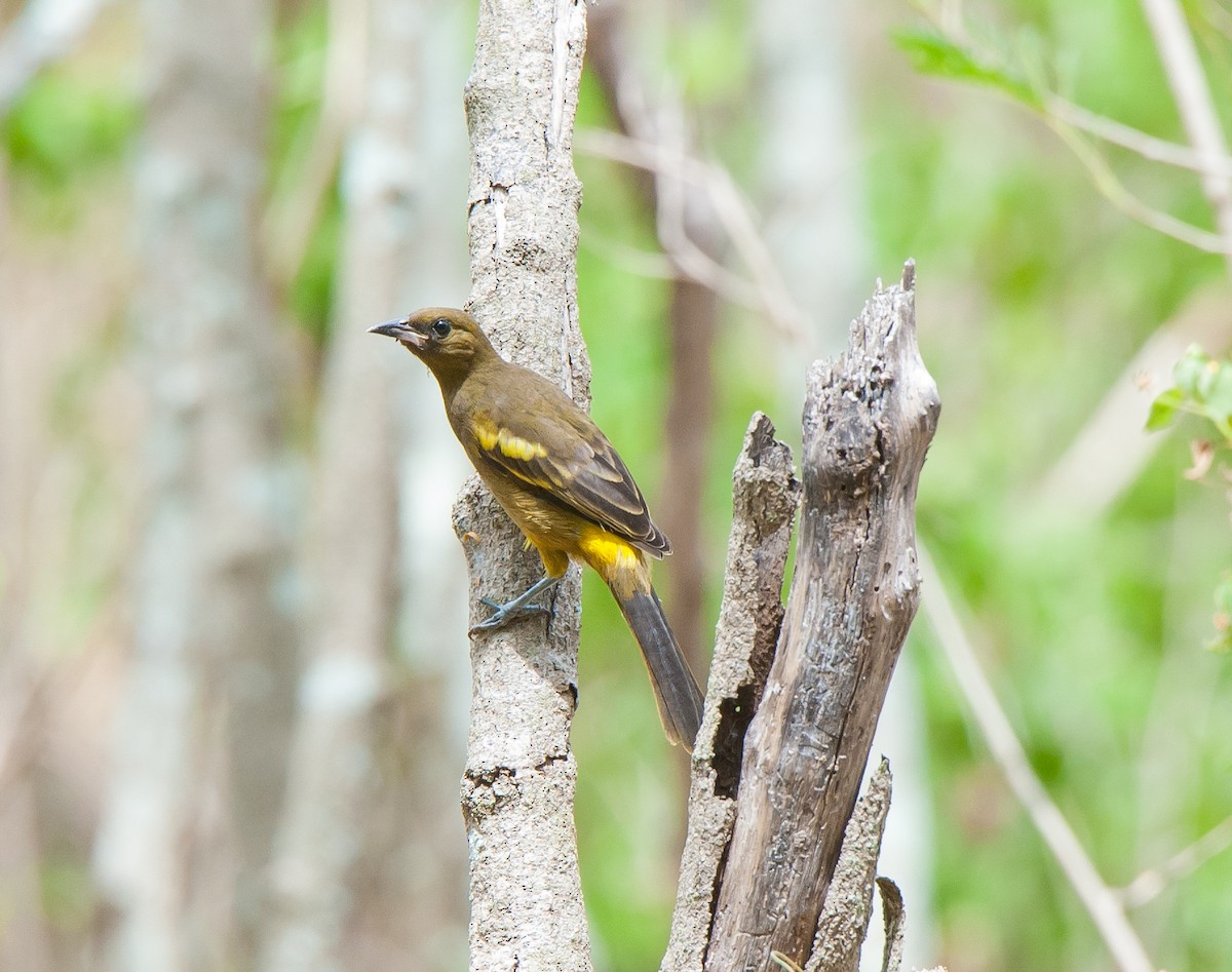 Cuban Oriole - ML109417821