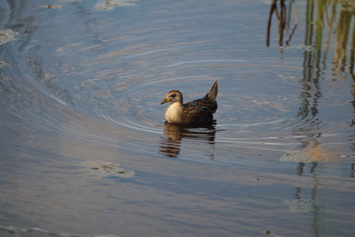 Polluela Sora - ML109418021