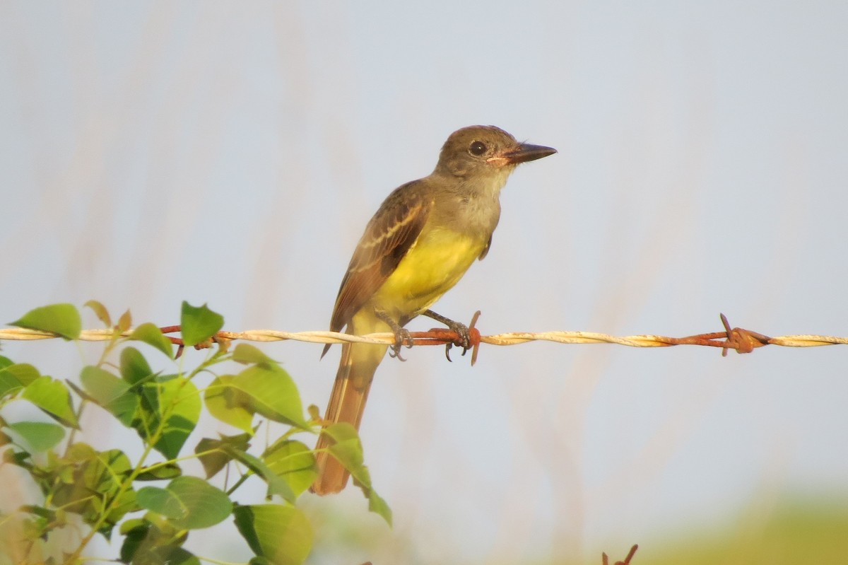 Great Crested Flycatcher - ML109418131