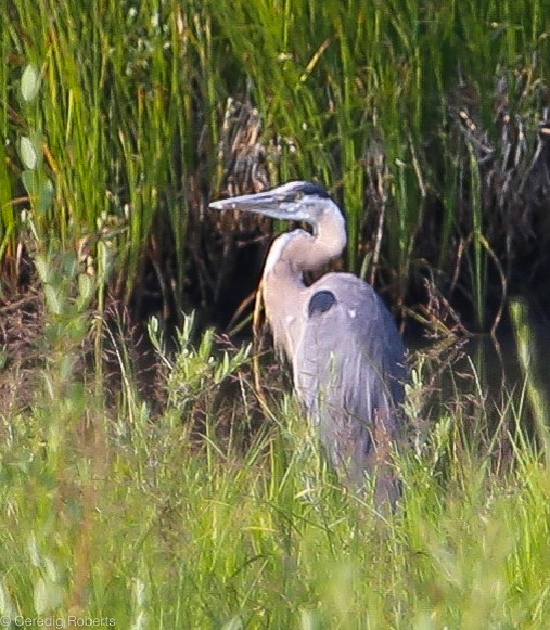 Great Blue Heron - ML109422131