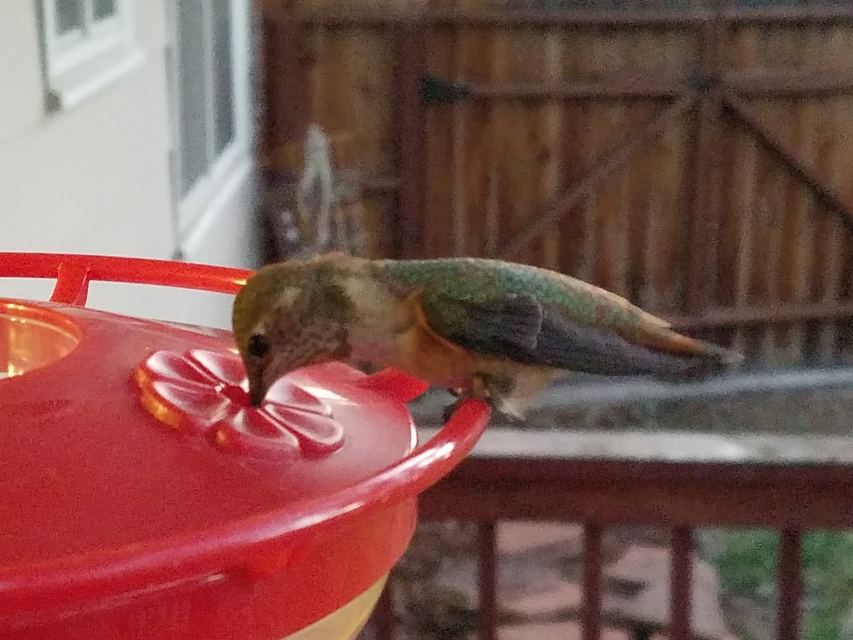 Rufous Hummingbird - Paul Hurtado