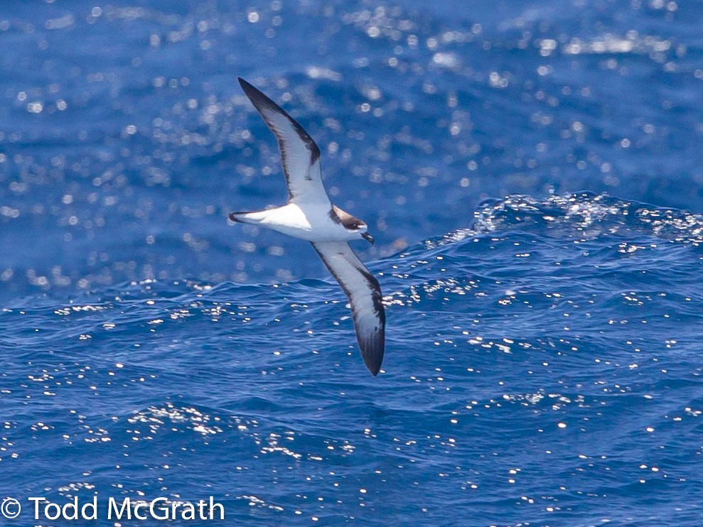 Hawaiian Petrel - ML109423691