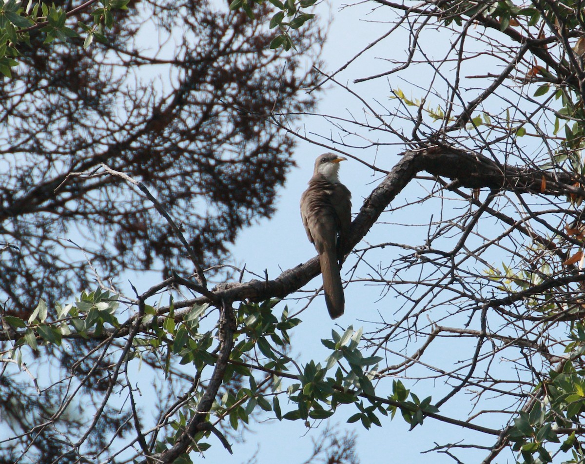 Yellow-billed Cuckoo - ML109424451