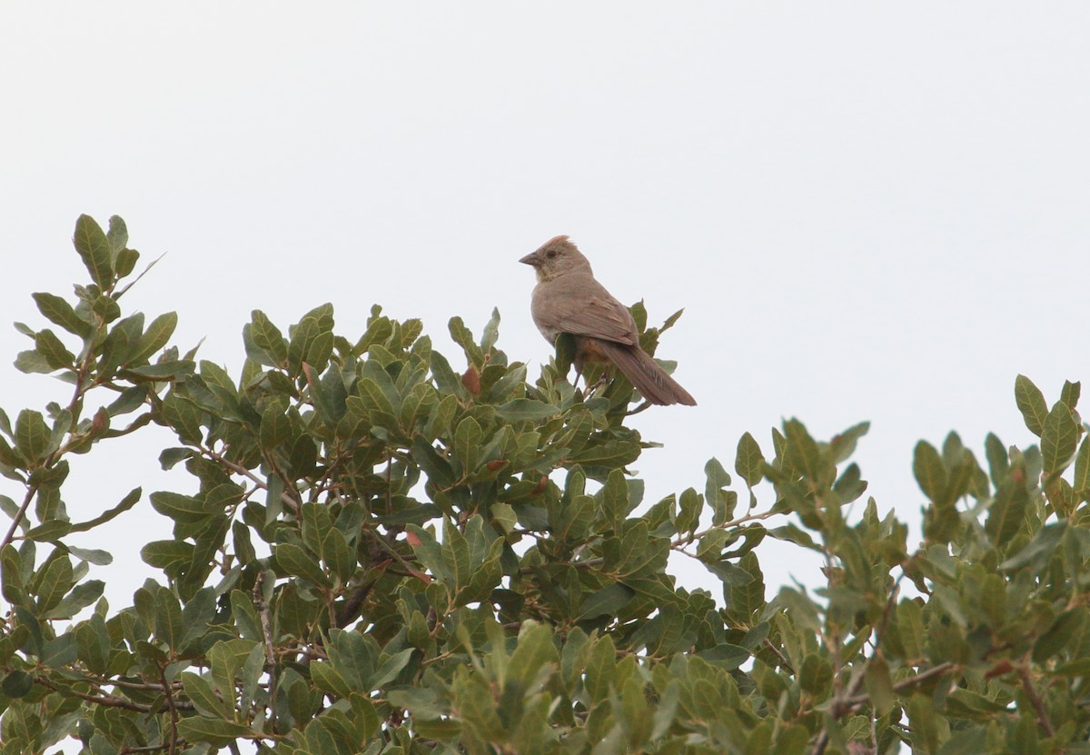 Canyon Towhee - ML109424541