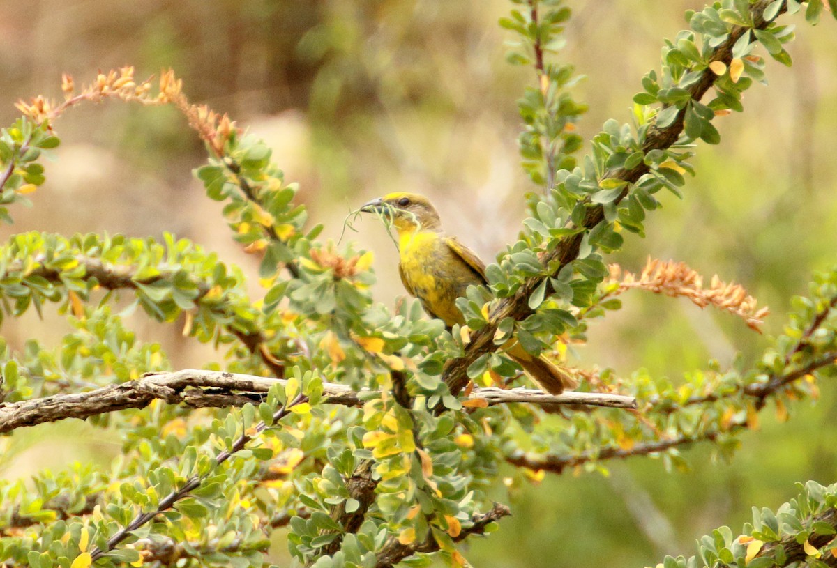 Hepatic Tanager - ML109424611