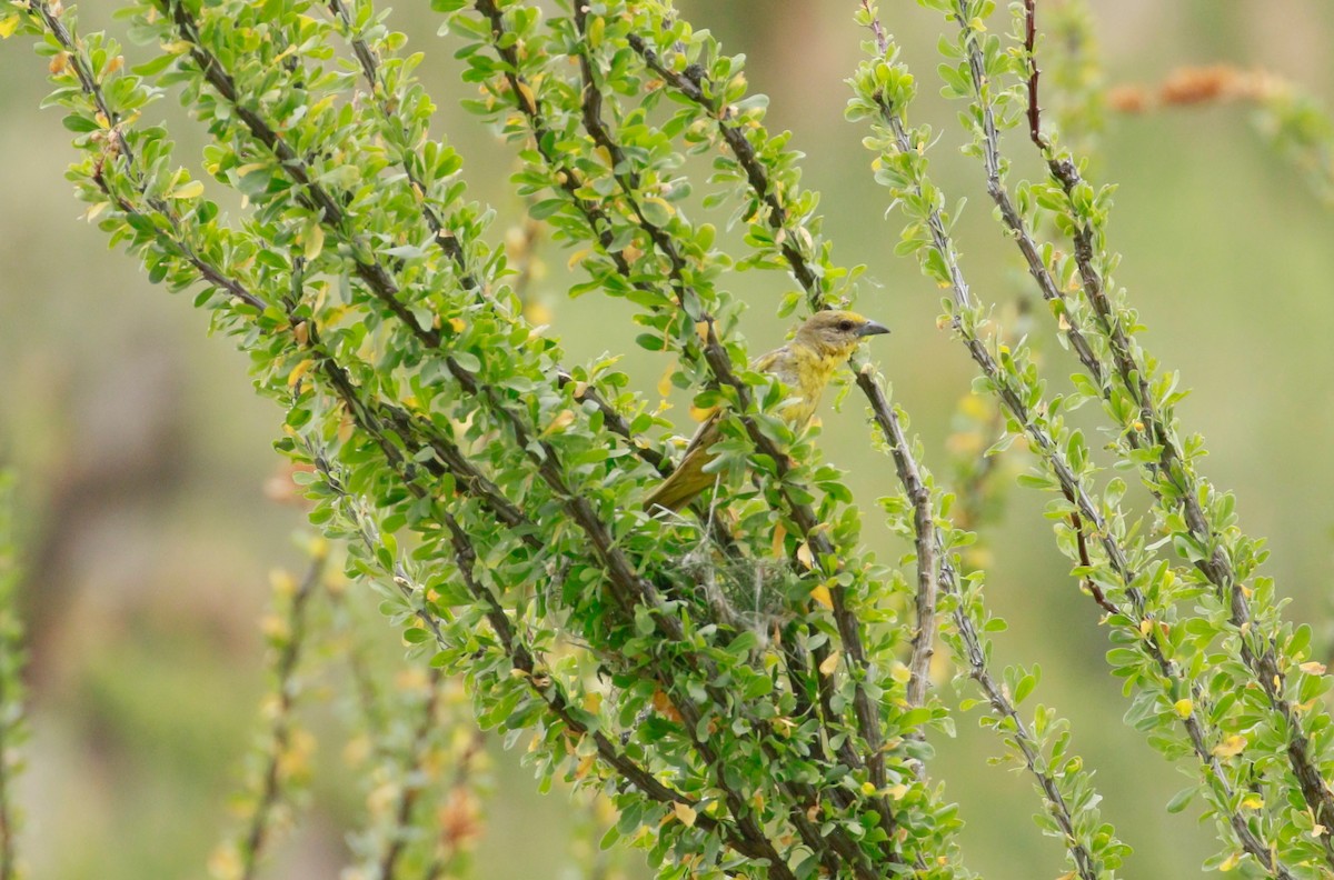 Hepatic Tanager - ML109424621