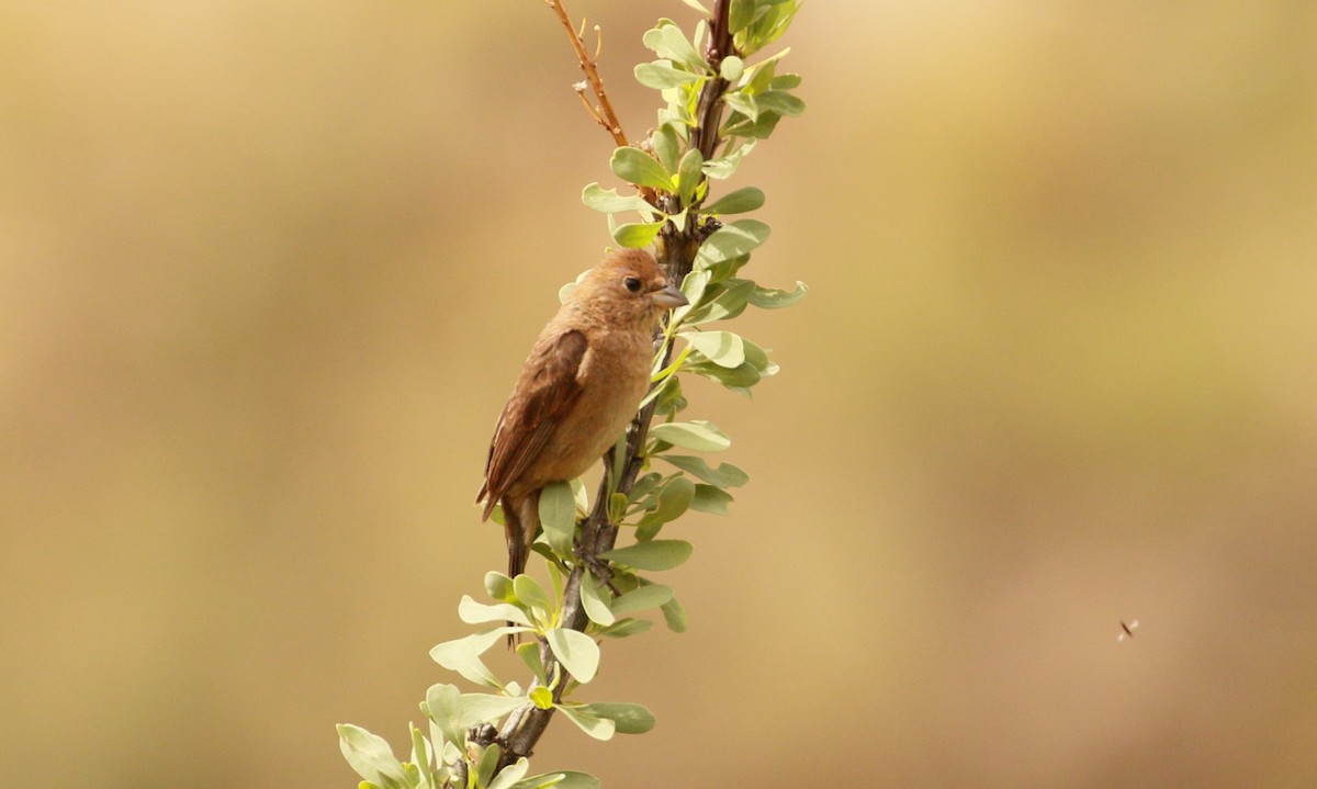 Varied Bunting - ML109424691