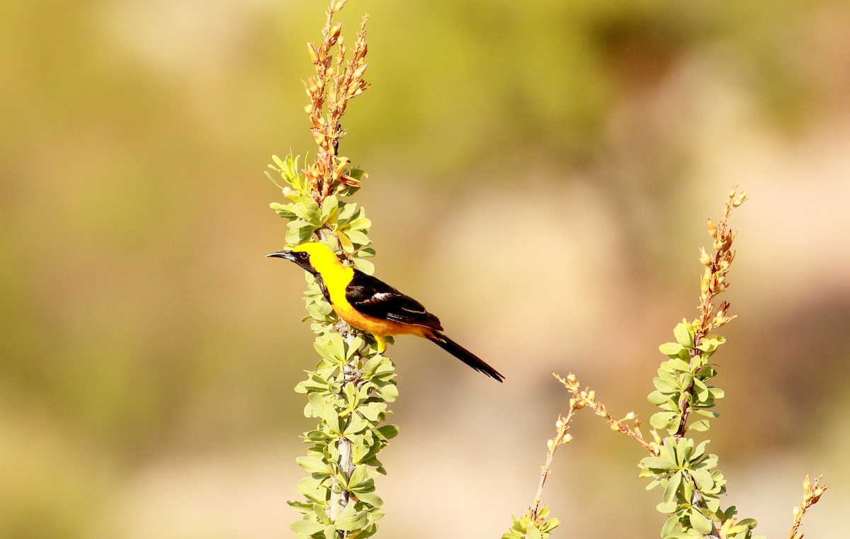 Hooded Oriole - ML109424711